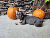 Ava, a female French Bulldog for sale in Maryville, TN – Photo 2 of 6