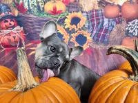 Ava, a female French Bulldog for sale in Maryville, TN – Photo 5 of 6