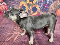 Ava, a female French Bulldog for sale in Maryville, TN – Photo 4 of 6