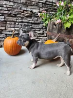 Ava, a female French Bulldog for sale in Maryville, TN – Photo 1 of 6