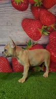 Aurora, a female French Bulldog for sale in Maryville, TN – 3 of 7