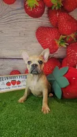 Aurora, a female French Bulldog for sale in Maryville, TN – 1 of 7