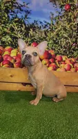 Aurora, a female French Bulldog for sale in Maryville, TN – 5 of 7