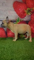 Dixon, a male French Bulldog for sale in Maryville, TN – 4 of 7