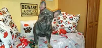 Bristol, a female French Bulldog for sale in Maryville, TN – Photo 1 of 6