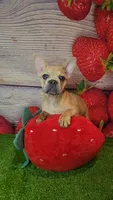 Aurora, a female French Bulldog for sale in Maryville, TN – 2 of 7