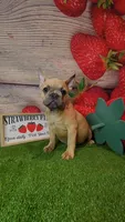Dixon, a male French Bulldog for sale in Maryville, TN – 6 of 7
