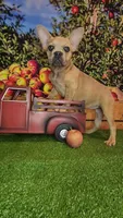 Aurora, a female French Bulldog for sale in Maryville, TN – 4 of 7