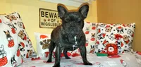 Shelby, a female French Bulldog for sale in Maryville, TN – Photo 1 of 5