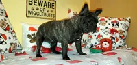 Shelby, a female French Bulldog for sale in Maryville, TN – Photo 2 of 5