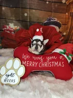 Joy, a female French Bulldog for sale in Maryville, TN – Photo 1 of 5