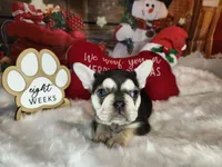 Joy, a female French Bulldog for sale in Maryville, TN – Photo 5 of 5