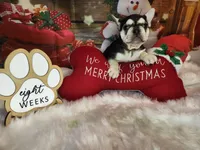 Joy, a female French Bulldog for sale in Maryville, TN – Photo 4 of 5