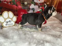 Joy, a female French Bulldog for sale in Maryville, TN – Photo 3 of 5