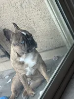 Loui, a male French Bulldog for sale in Tolleson, AZ – 3 of 3