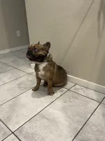 Loui, a male French Bulldog for sale in Tolleson, AZ – 2 of 3