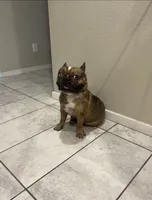 Loui, a male French Bulldog for sale in Tolleson, AZ – 1 of 3