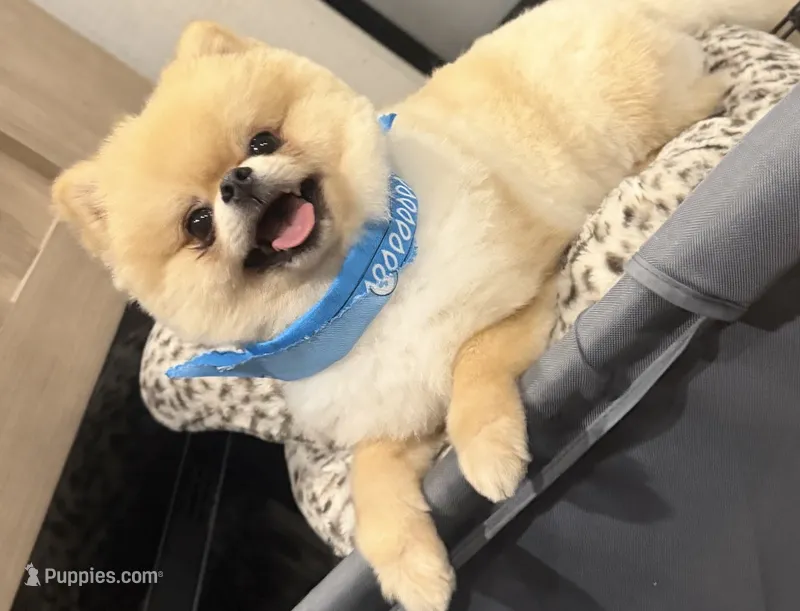 Dior – Pomeranian puppy for sale in Clewiston, FL