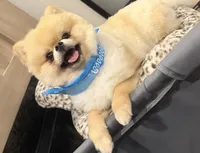 Dior, a male Pomeranian for sale in Clewiston, FL – 1 of 2