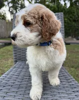 Max, a male Goldendoodle for sale in Clewiston, FL – 2 of 2