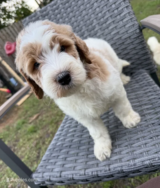Max – Goldendoodle puppy for sale in Clewiston, FL