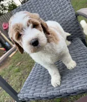 Max, a male Goldendoodle for sale in Clewiston, FL – 1 of 2