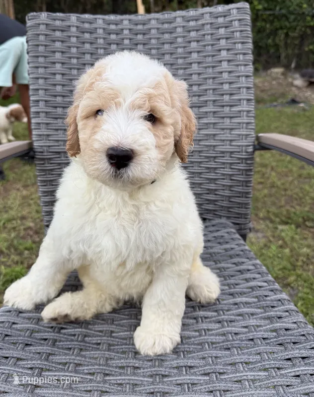 Milo – Goldendoodle puppy for sale in Clewiston, FL