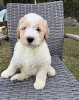 Milo, a male Goldendoodle for sale in Clewiston, FL – 1 of 2