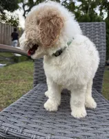 Milo, a male Goldendoodle for sale in Clewiston, FL – 2 of 2