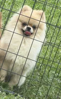 Dior, a male Pomeranian for sale in Clewiston, FL – 2 of 2