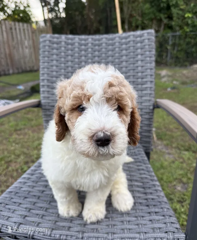 Teddy – Goldendoodle puppy for sale in Clewiston, FL