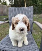 Teddy, a male Goldendoodle for sale in Clewiston, FL – 1 of 2