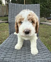 Teddy, a male Goldendoodle for sale in Clewiston, FL – 2 of 2