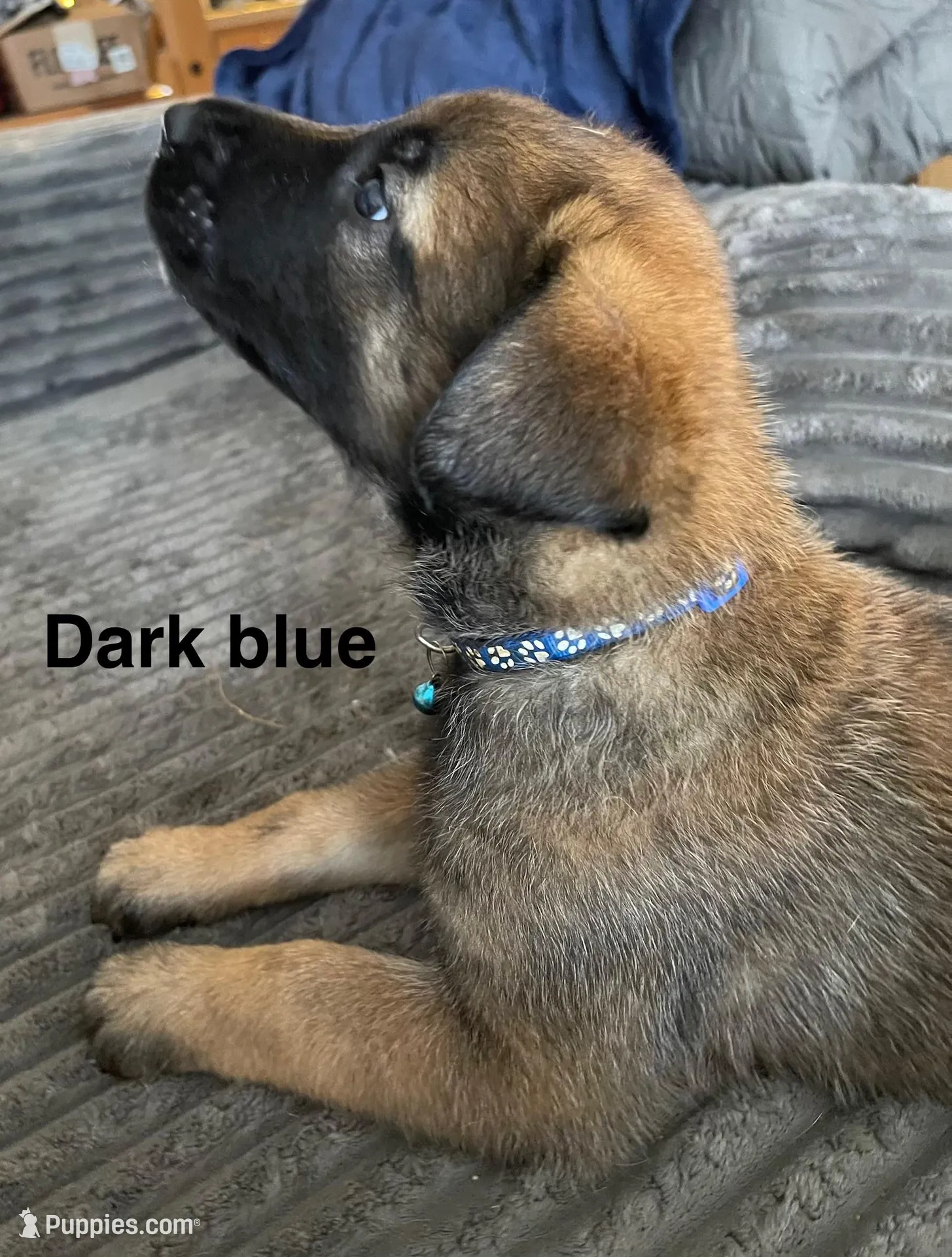 Blue collar – Belgian Malinois puppy for sale in Sabattus, ME