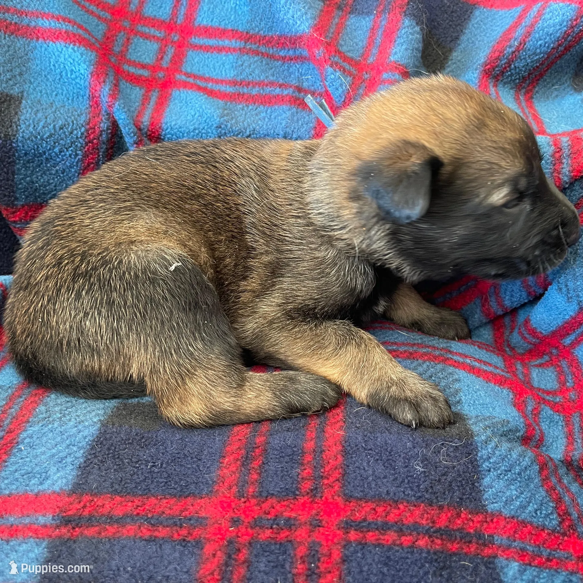 Blue collar, a male Belgian Malinois for sale in Sabattus, ME – Photo 3 of 3