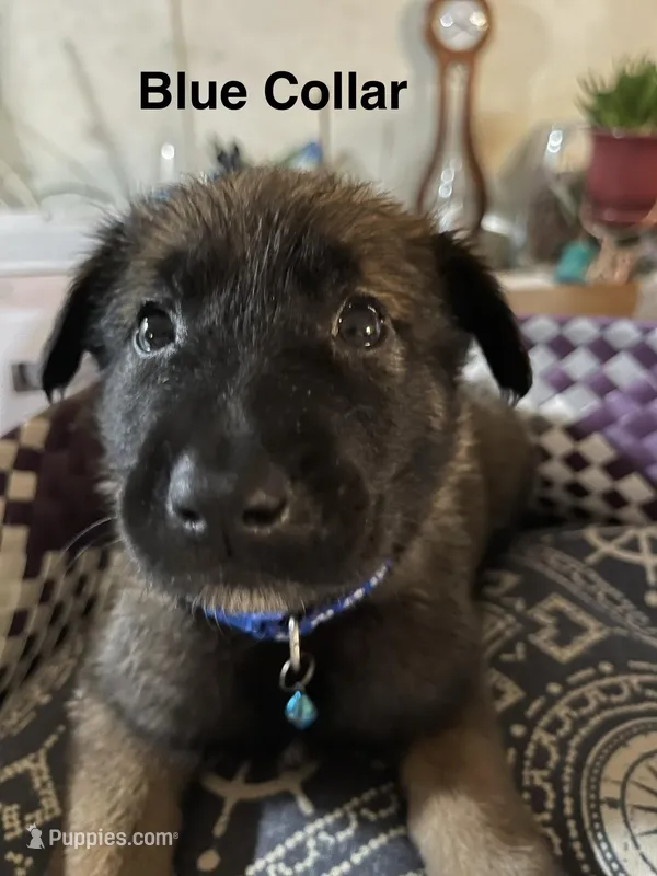 Blue collar – Belgian Malinois puppy for sale in Sabattus, ME