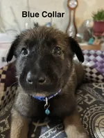 Blue collar, a male Belgian Malinois for sale in Sabattus, ME – Photo 2 of 5