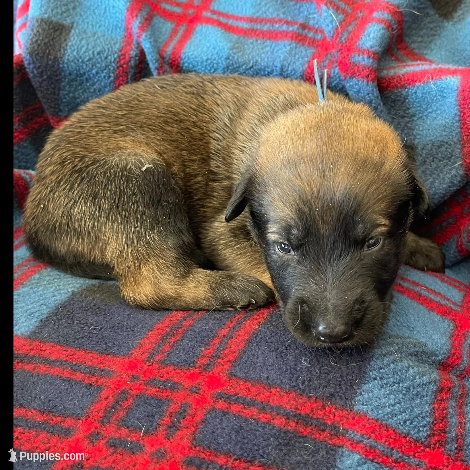 Blue collar, a male Belgian Malinois for sale in Sabattus, ME – Photo 2 of 3