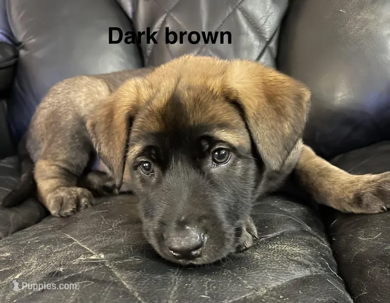 Dark brown collar , a male Belgian Malinois for sale in Sabattus, ME – Photo 1 of 2