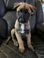 Dark brown collar , a male Belgian Malinois for sale in Sabattus, ME – Photo 2 of 2