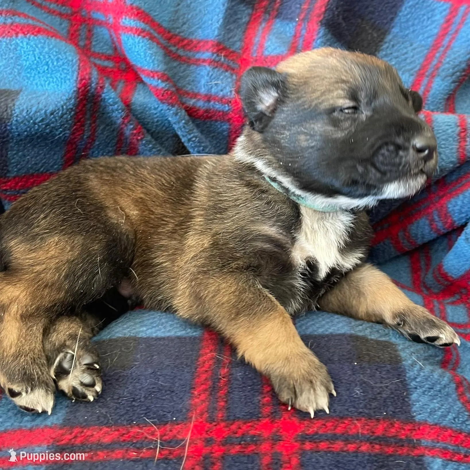 Aqua collar, a male Belgian Malinois for sale in Sabattus, ME – Photo 3 of 3