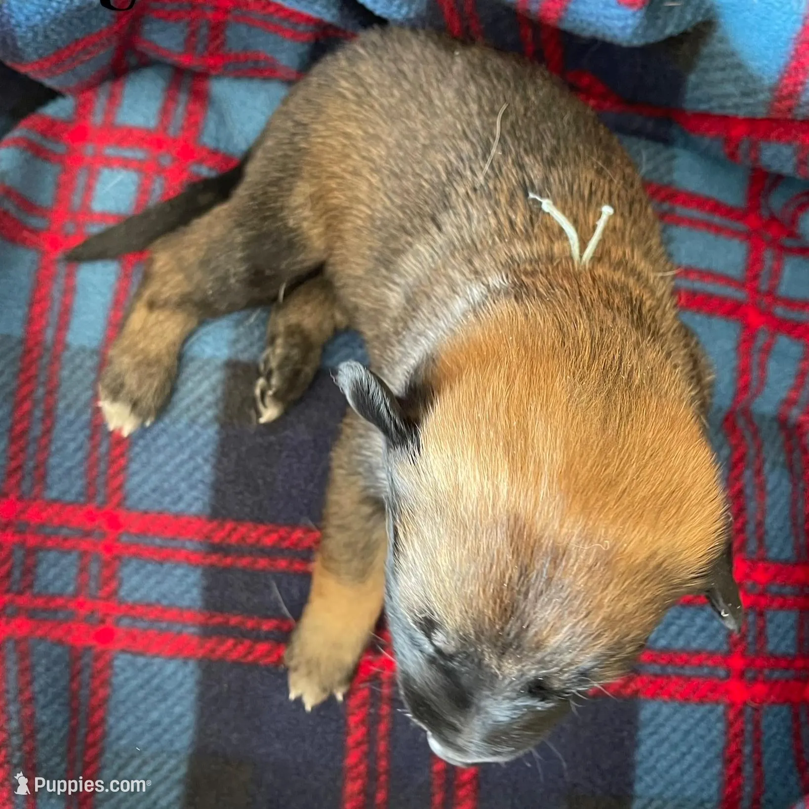 Aqua collar, a male Belgian Malinois for sale in Sabattus, ME – Photo 2 of 3