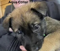 Aqua collar, a male Belgian Malinois for sale in Sabattus, ME – Photo 2 of 5