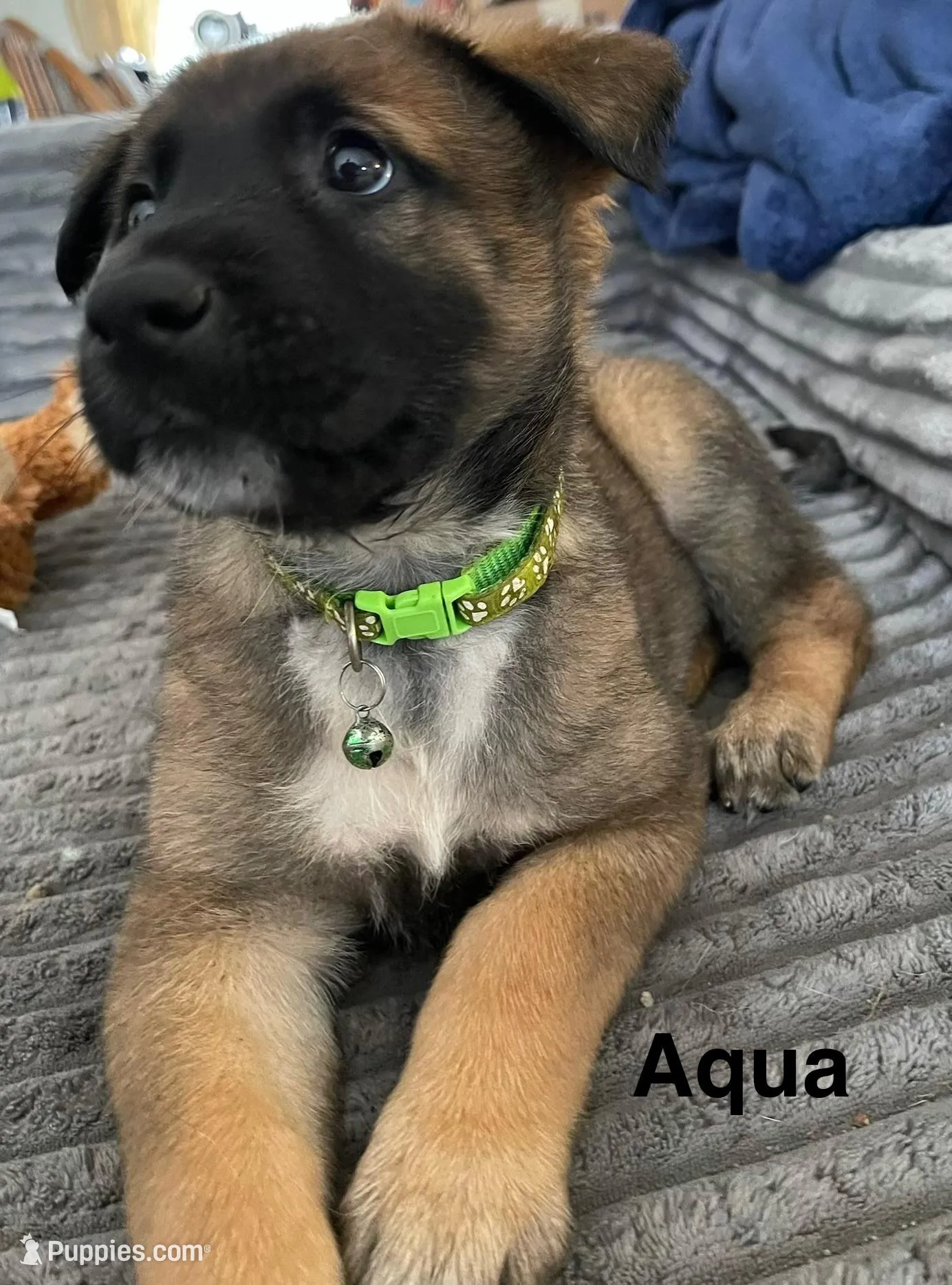Aqua collar – Belgian Malinois puppy for sale in Sabattus, ME