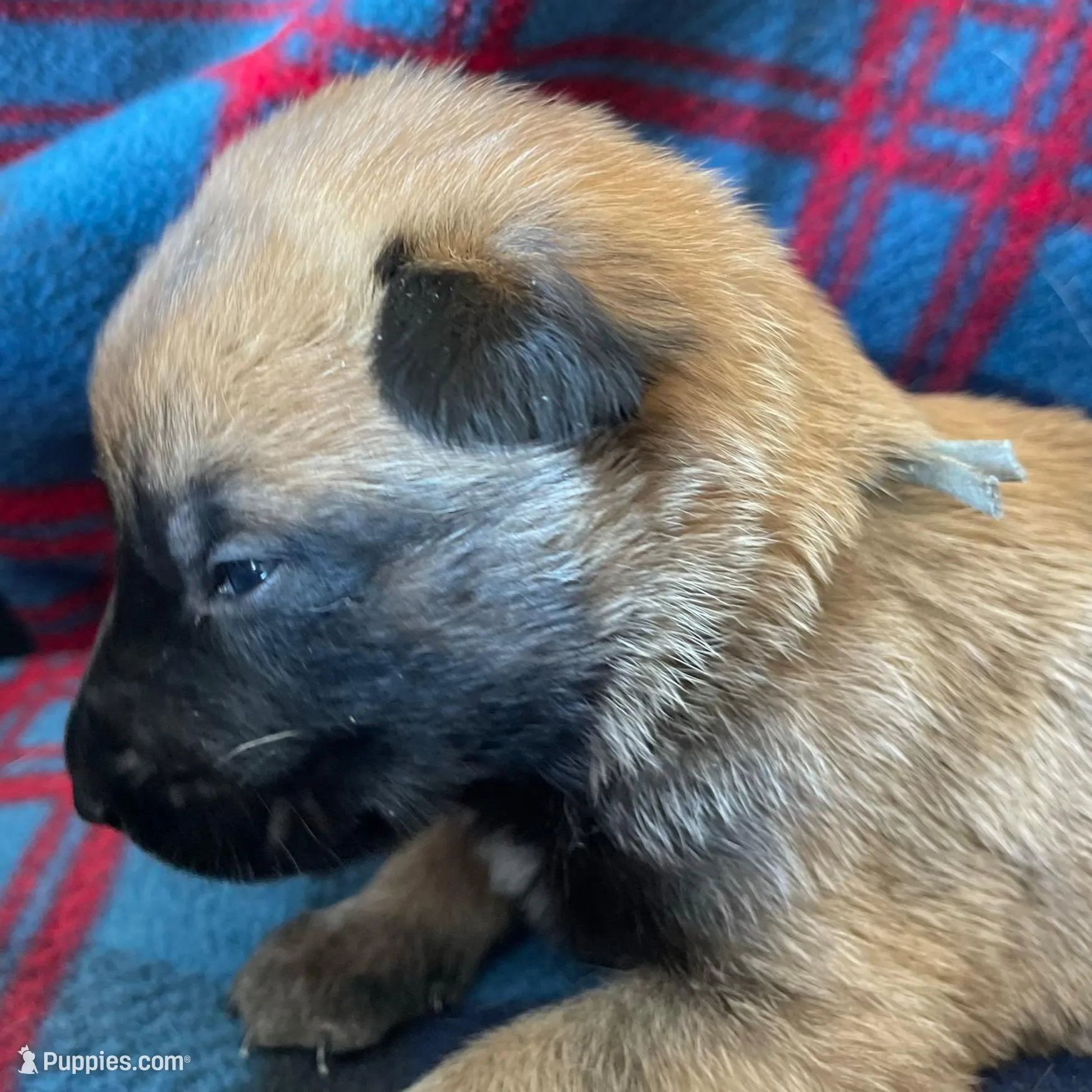Light blue collar , a male Belgian Malinois for sale in Sabattus, ME – Photo 2 of 3