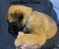 Light blue collar , a male Belgian Malinois for sale in Sabattus, ME – Photo 2 of 5