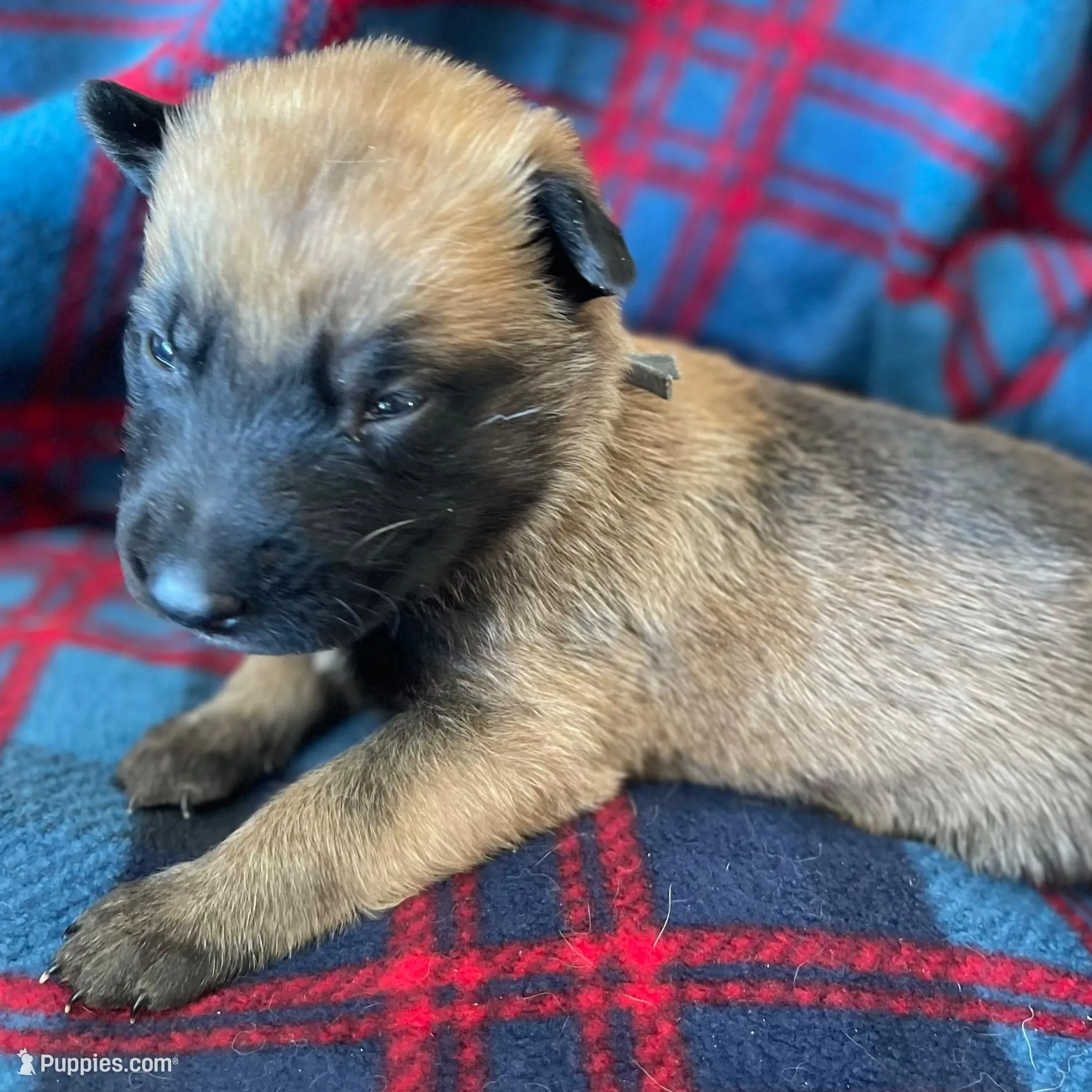 Light blue collar , a male Belgian Malinois for sale in Sabattus, ME – Photo 3 of 3