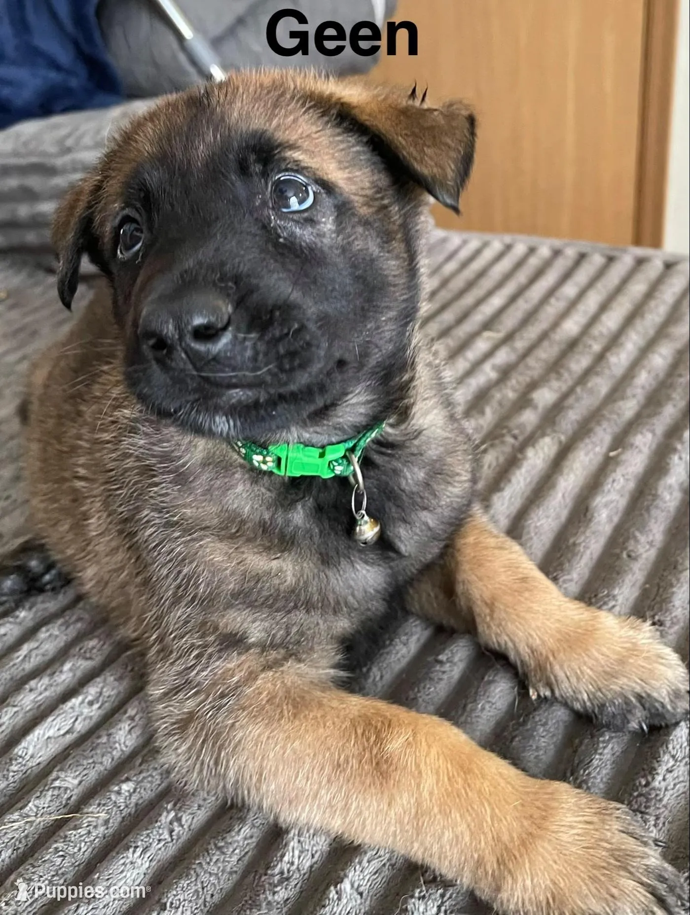 Green collar – Belgian Malinois puppy for sale in Sabattus, ME