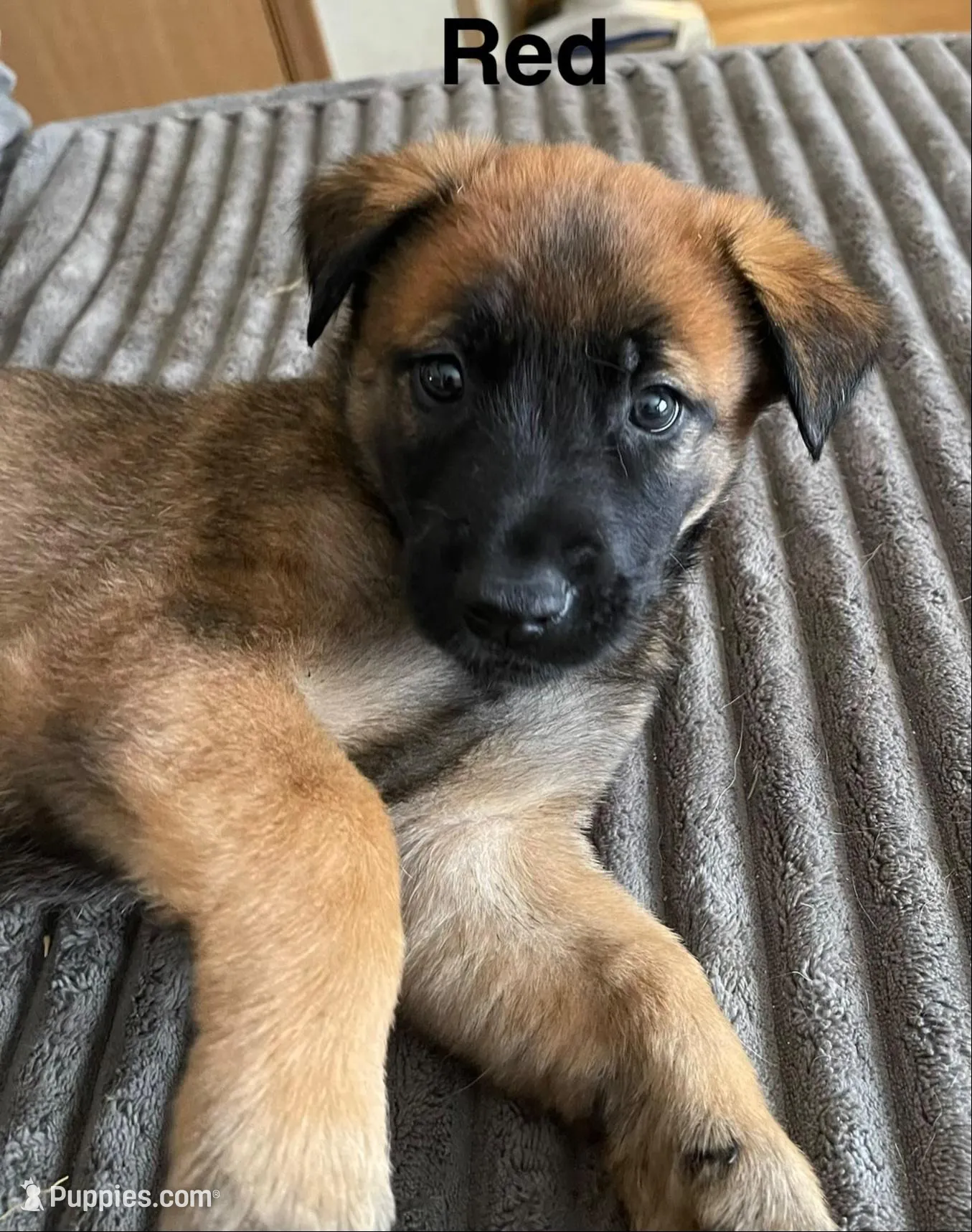 Red collar – Belgian Malinois puppy for sale in Sabattus, ME