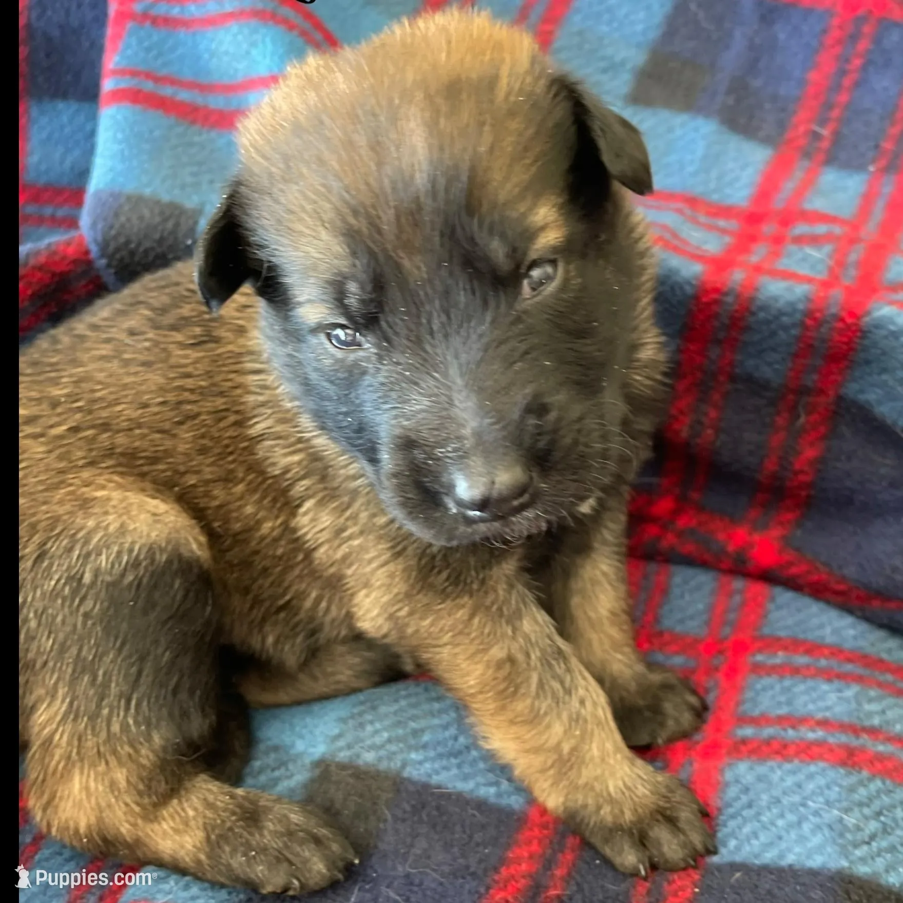 Green collar, a male Belgian Malinois for sale in Sabattus, ME – Photo 2 of 3